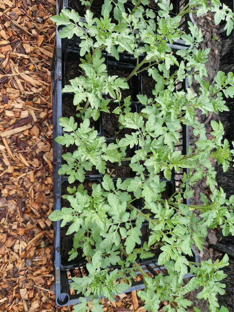 Tomatenplanten onbespoten