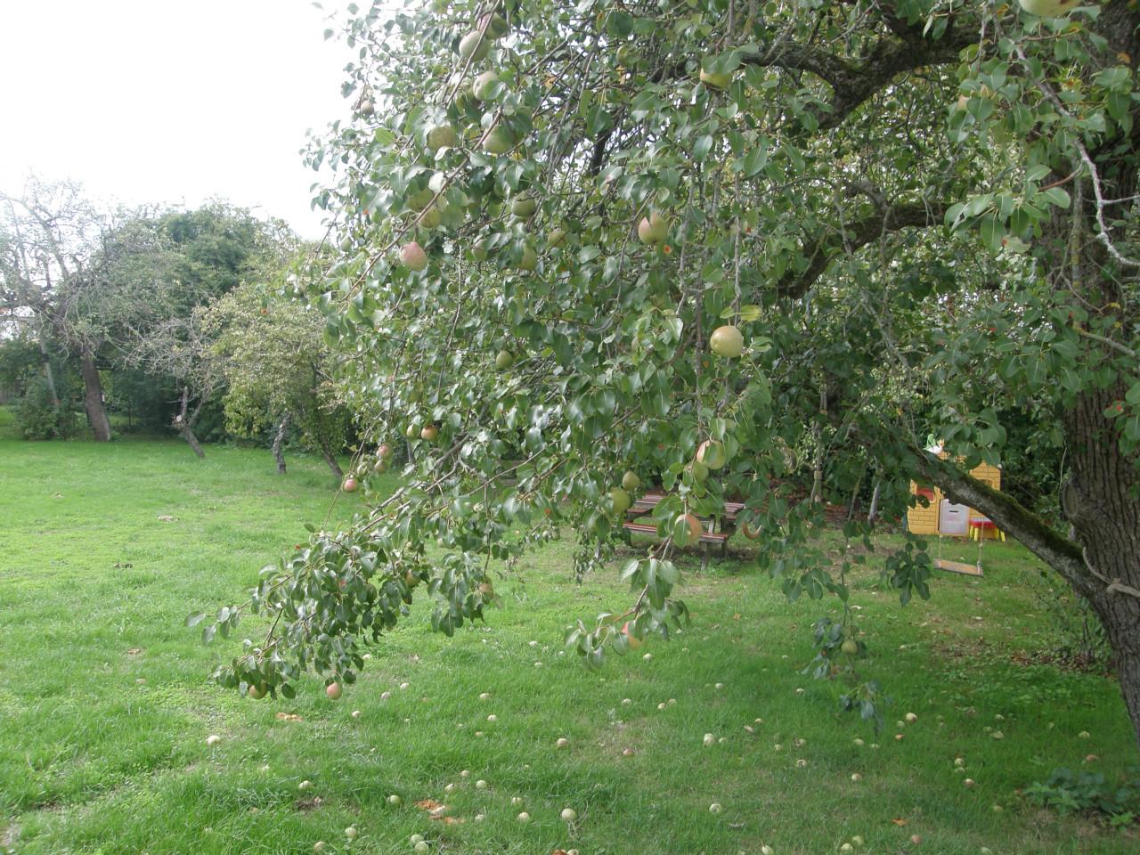 Stoofperen Saint Remy