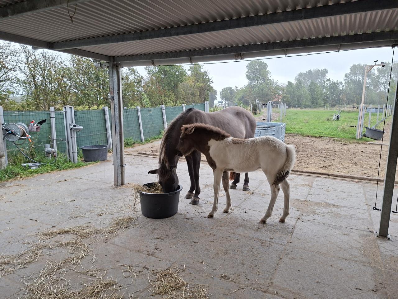 Plekje vrij paddock paradise