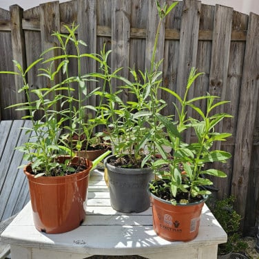 Verbena