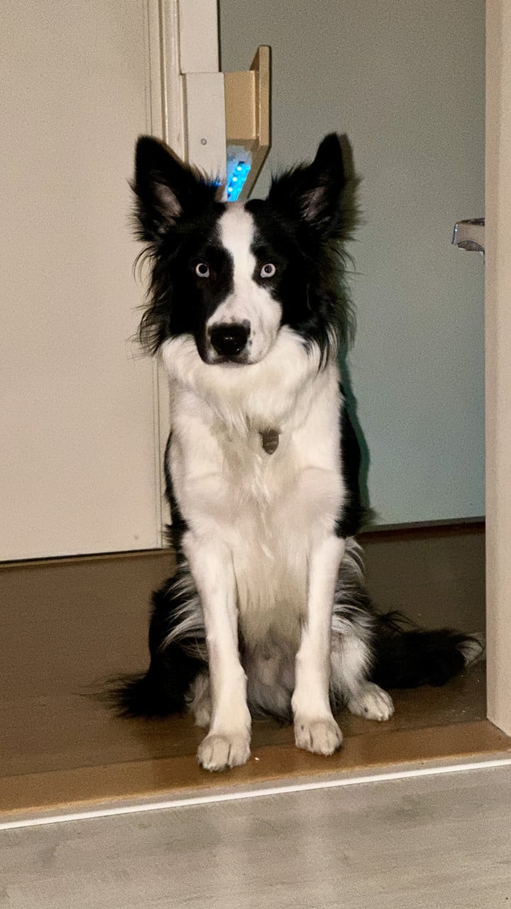 Border-Collie Dekreu beschikbaar.