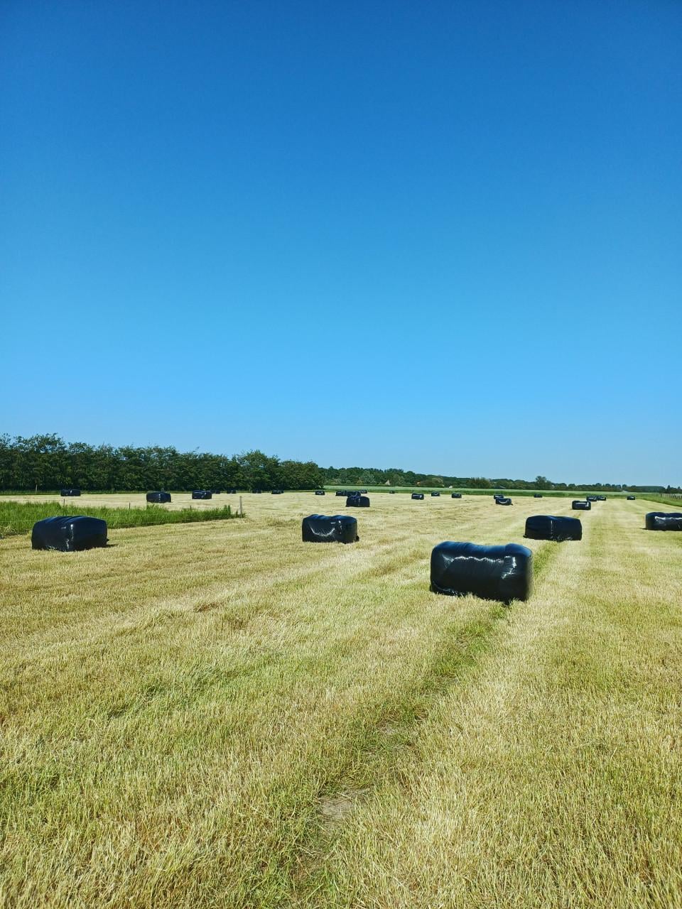 Balen weidegras eerste snee
