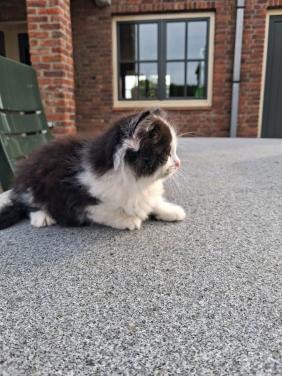 Kitten