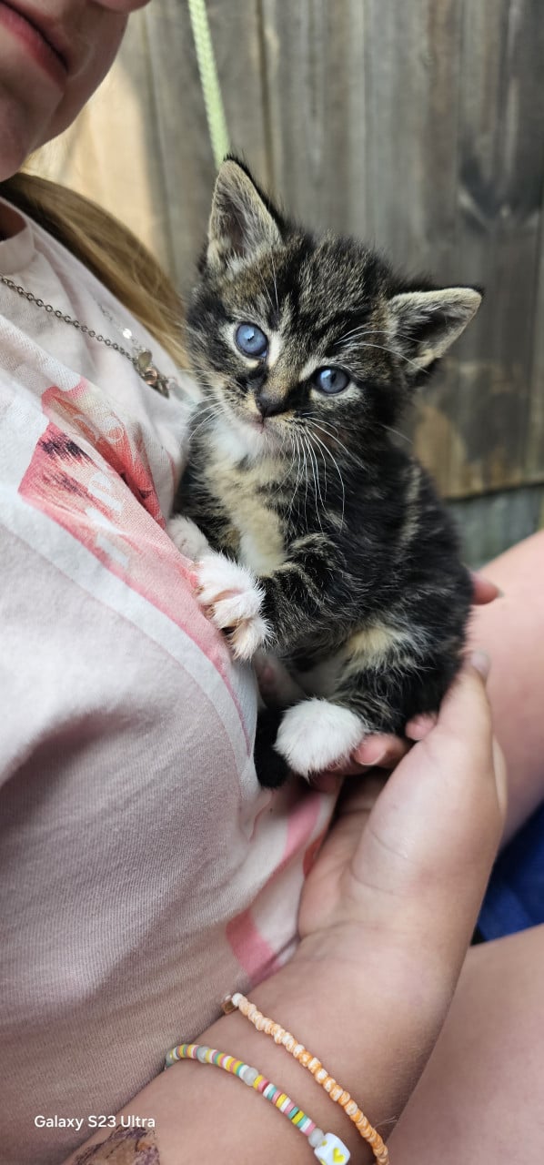 Kittens zoeken een warm thuis 🐾