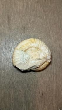 Fossiel Ammoniet