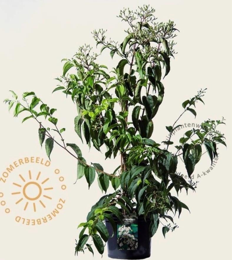 Heptacodium miconioides, Zevenzonenboom