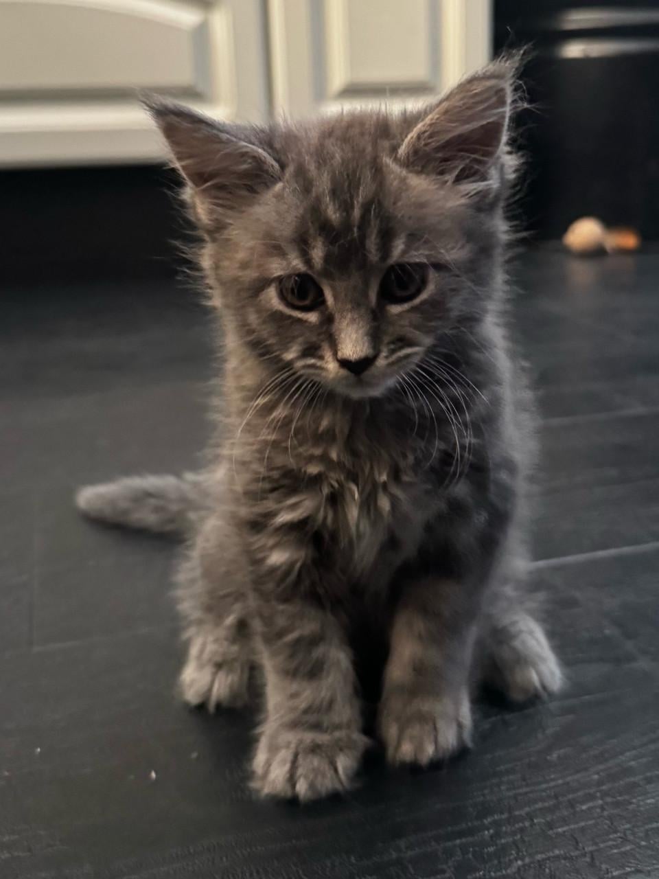 Maine coon kittens te koop!