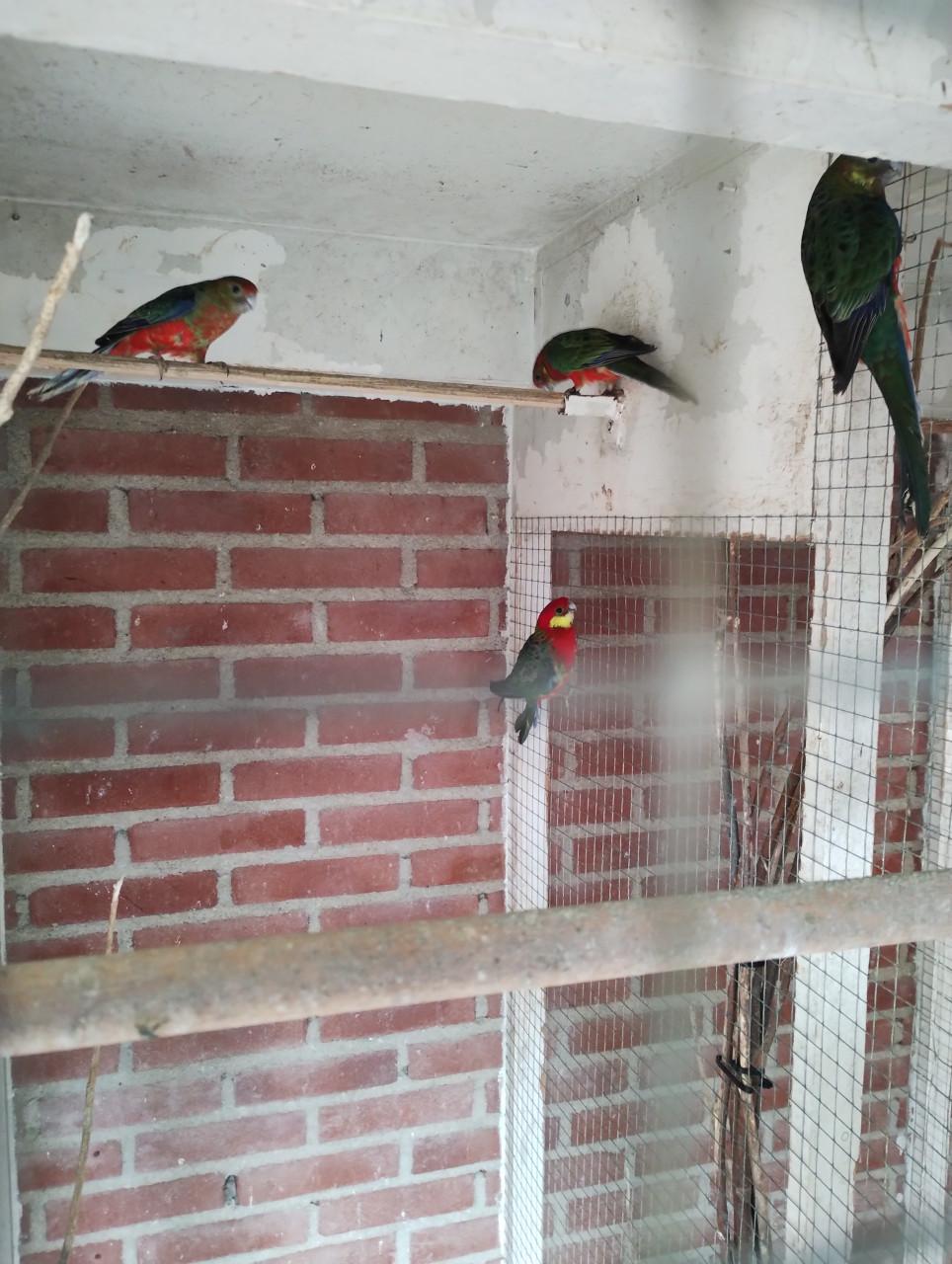 Te koop stanley parkiet poppen