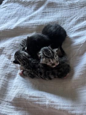 3 lieve kittens
