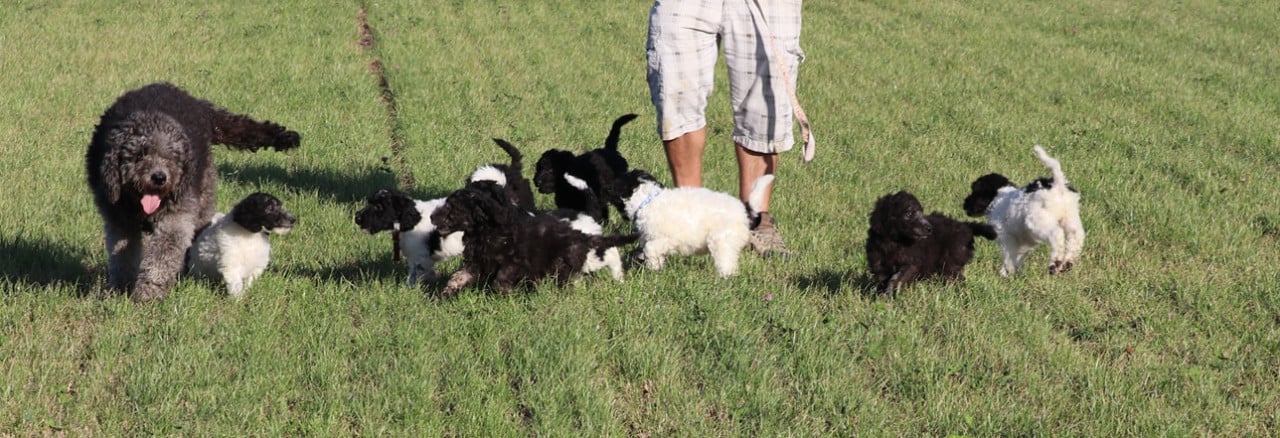 Labradoodle F1B pups beschikbaar