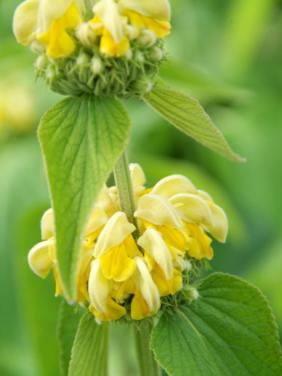 PHLOMIS-RUSSELLANA