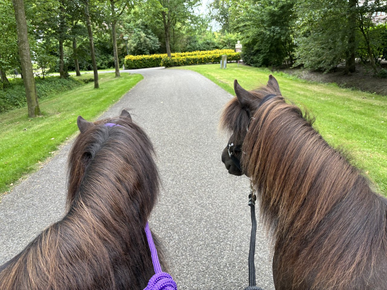 Zeer goed huisje gezocht voor twee shetlanders