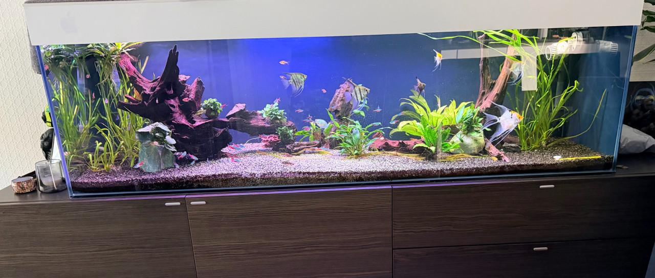 Leeg aquarium 160x50x50