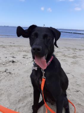 Lieve hond ( vrouwtje)