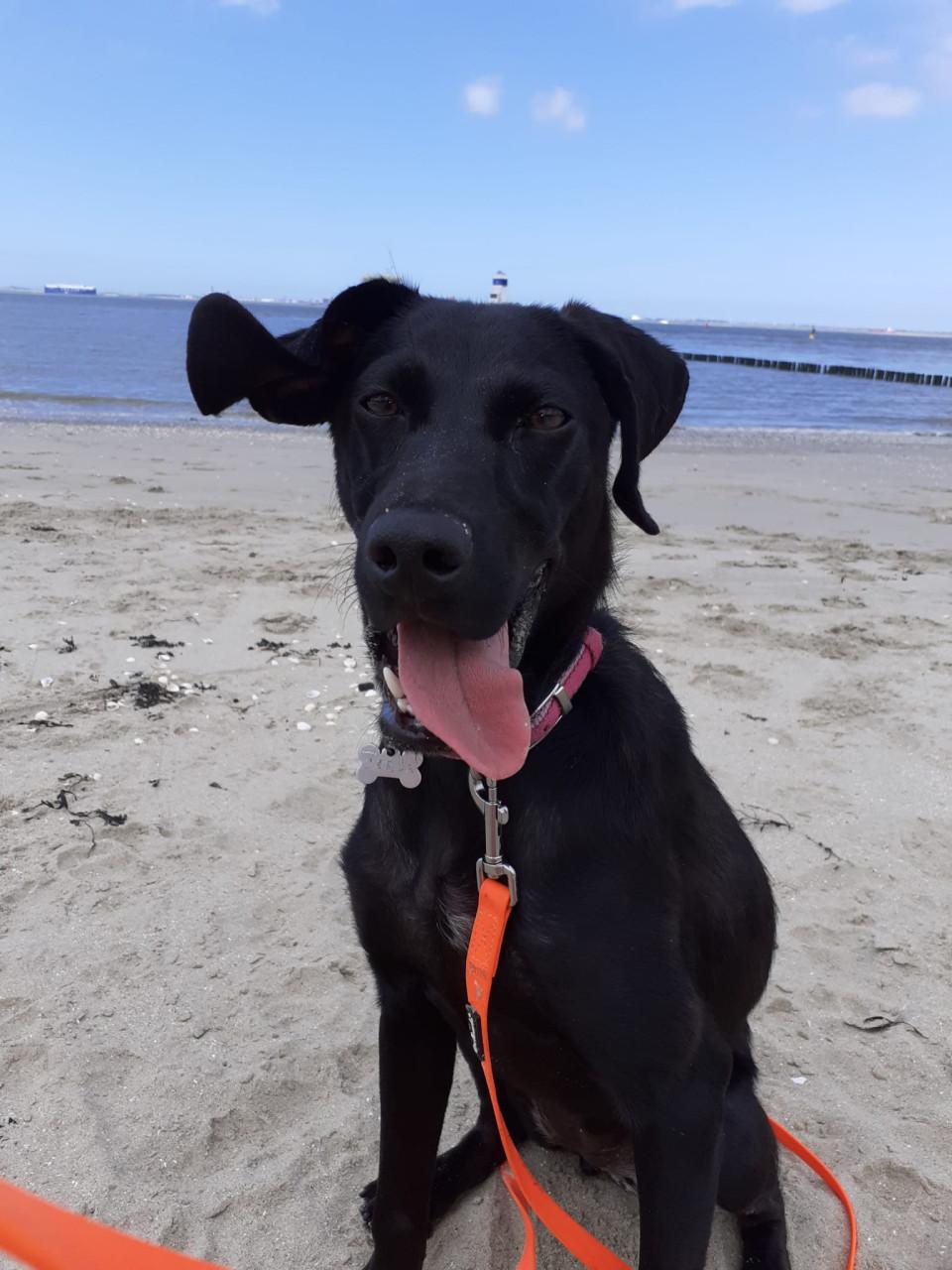 Lieve hond ( vrouwtje)