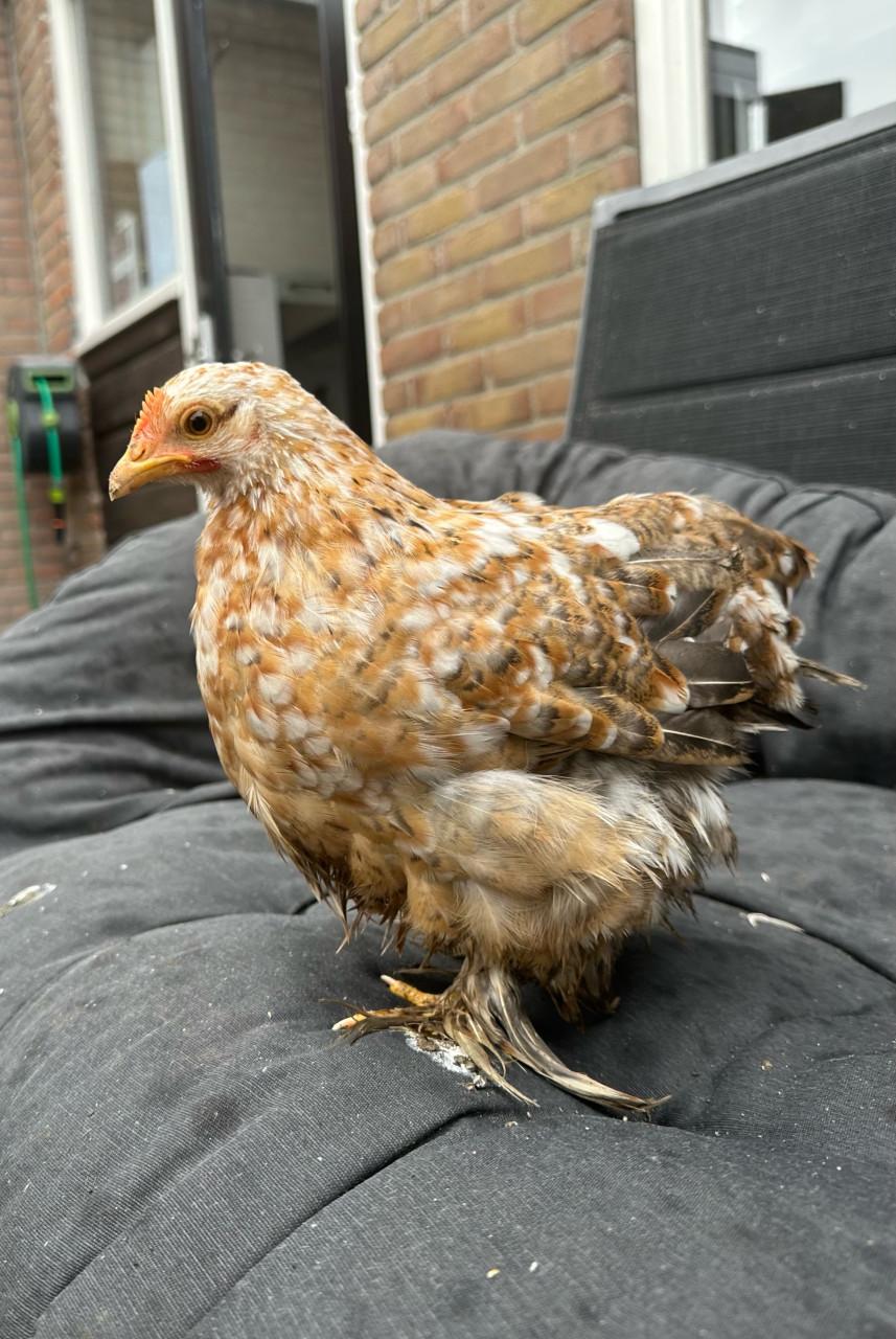 Meerdere cochin kriel hennetjes beschikbaar