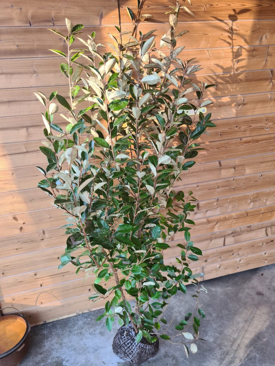 Olijfwilg haagplanten in alle soorten en maten