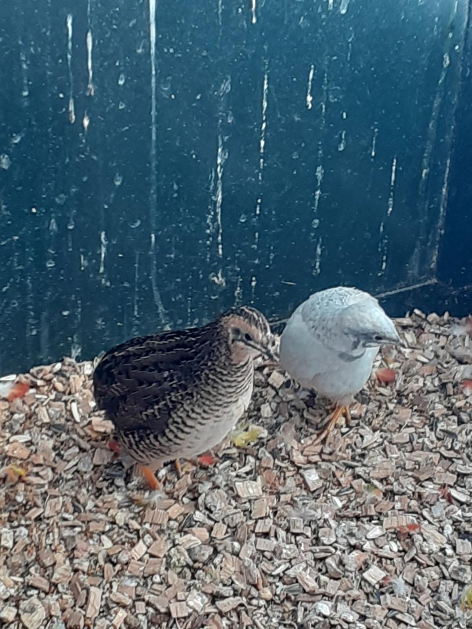 Koppel chinese dwergkwartels