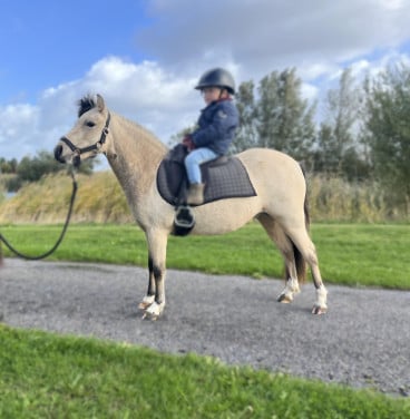 Mooie valkkleurige 2 jarige NMPRS merrie