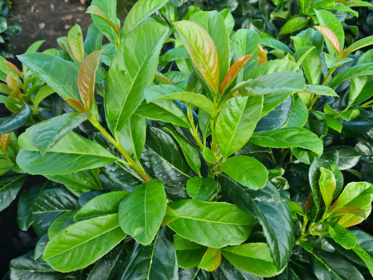 Forse Prunus Etna laurierstruiken