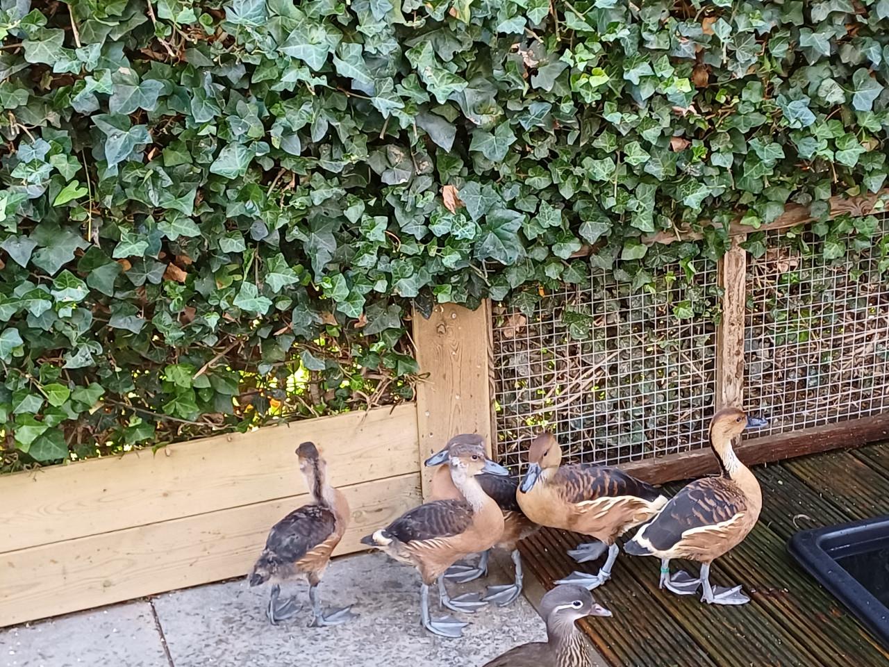 Gele Fluiteenden Boomeenden Koppel met 3 jongen.