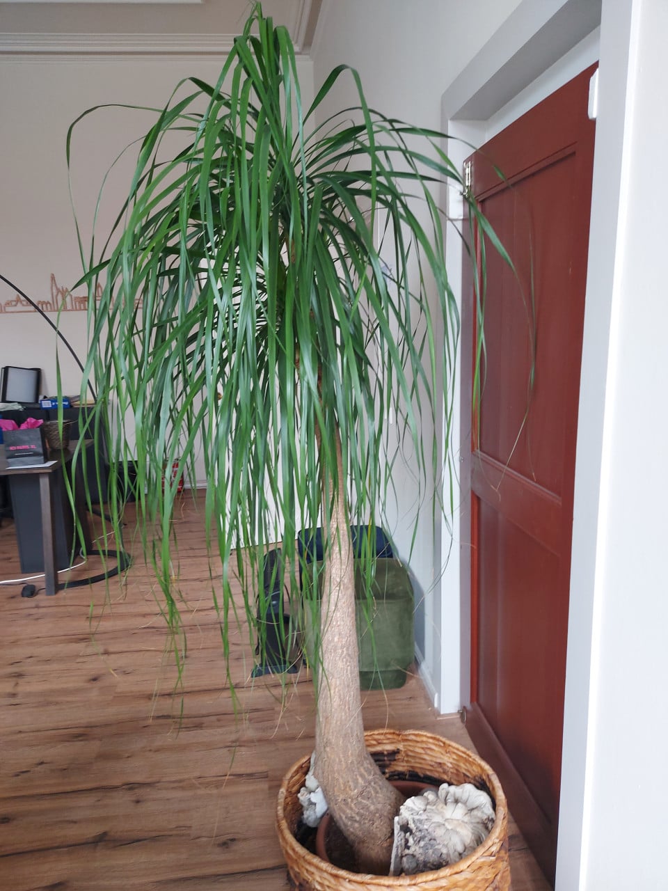 Prachtige plant Olifantspoot - Beaucarnea 2 meter hoog