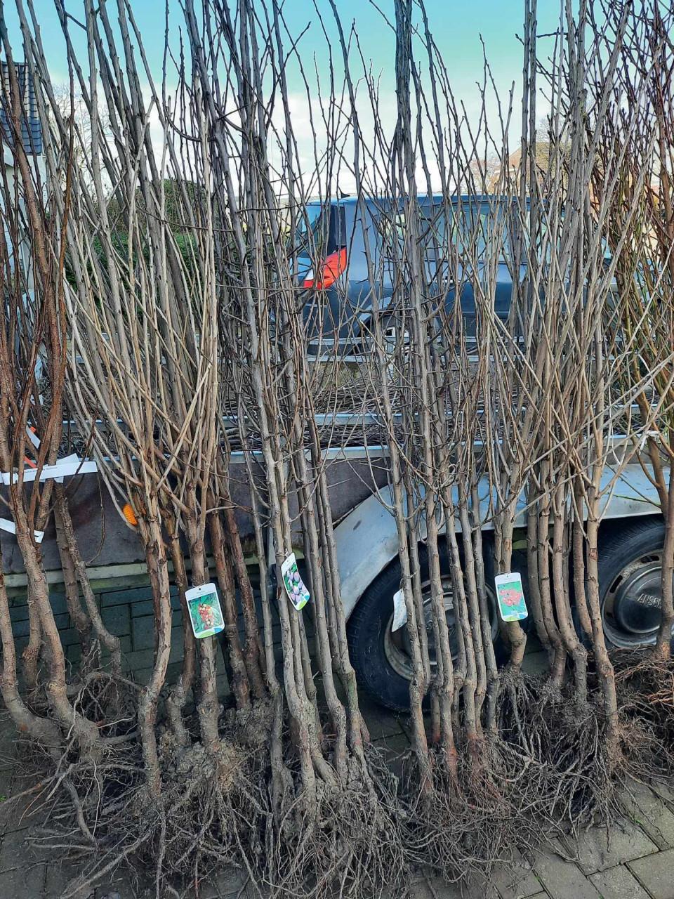 10 appel en/of perenbomen | Actie voor vergroening