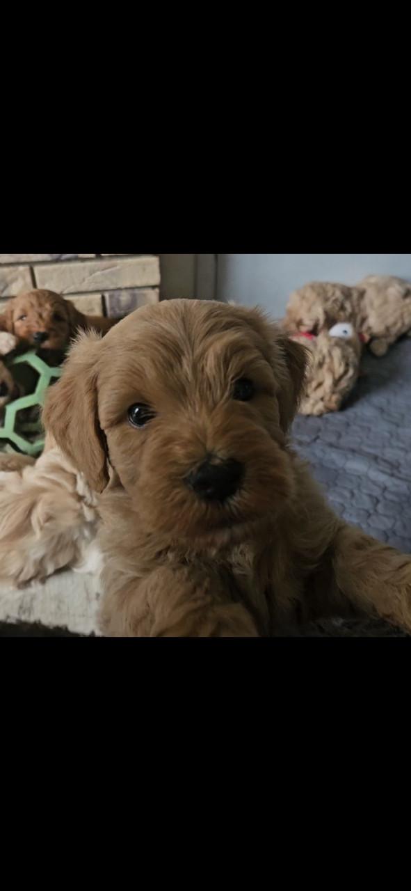 Goldendoodle f1 x australian labradoodle pups