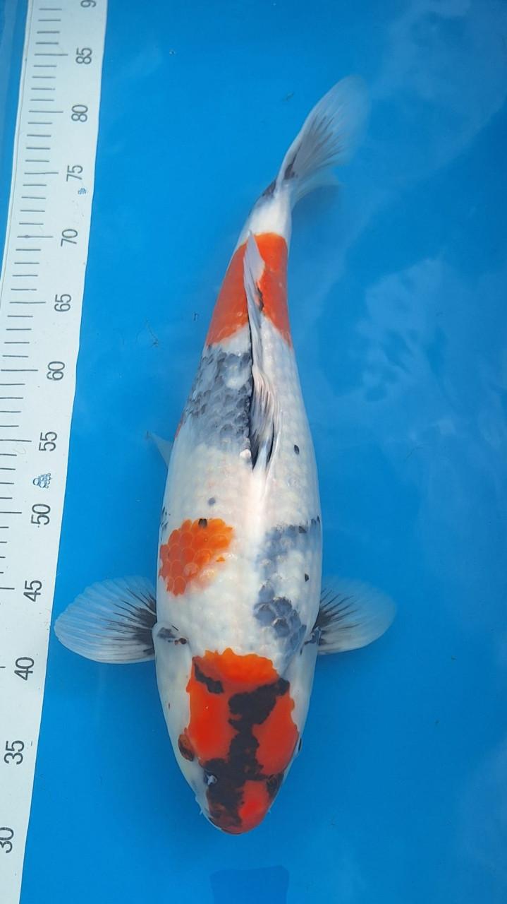 Showa 48 cm
