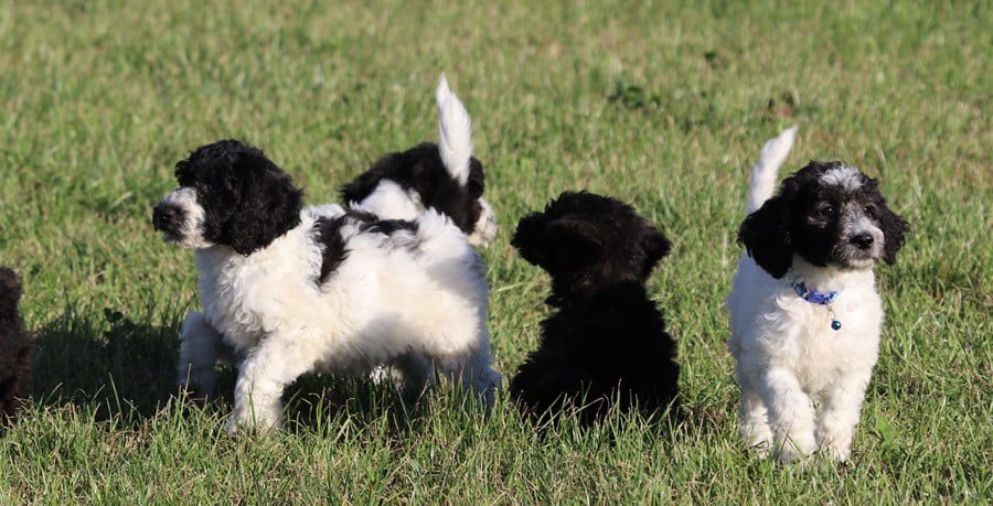 Labradoodle F1B pups beschikbaar