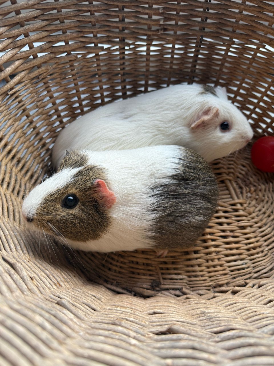 2 vrouwtjes cavia’s