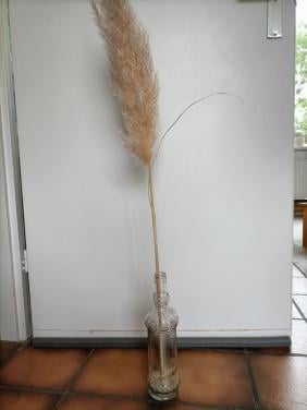 Pampas pluim in mooie fles. Voor € 3,- op te halen in Zierikzee.