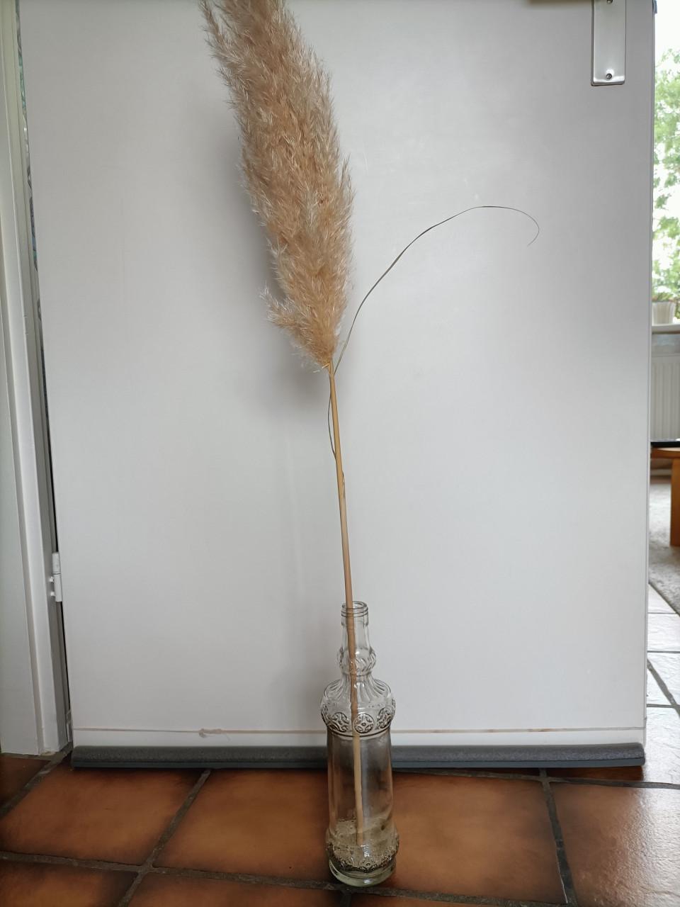 Pampas pluim in mooie fles. Voor € 3,- op te halen in Zierikzee.