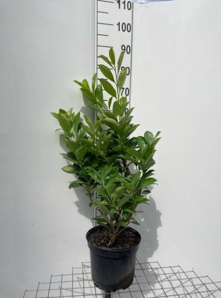 Laurierhaag - Prunus Rotundifolia potgekweekte haagplanten