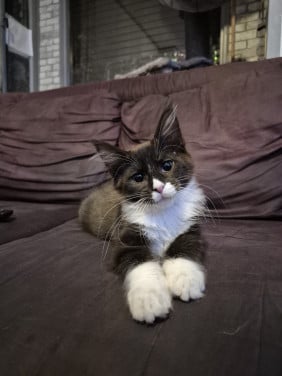 Maine coon katertje met stamboom mag verhuizen