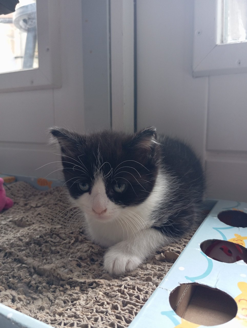 Kittens