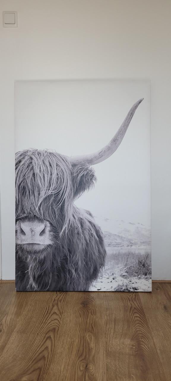 Mooi canvas schilderij van een Schotse Hooglander.