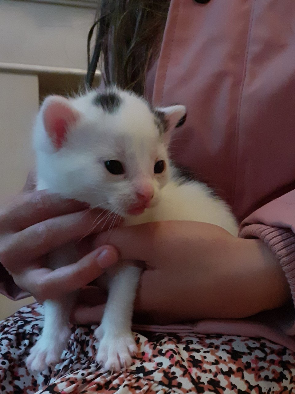 Kittens