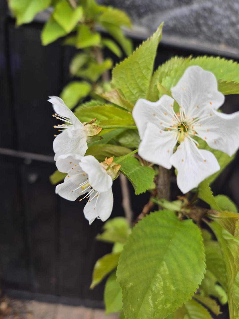 Laagstam kersenboom