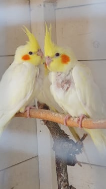 Jonge valkparkietjes
