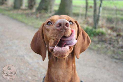 (Gratis) fotoshoot van uw hond
