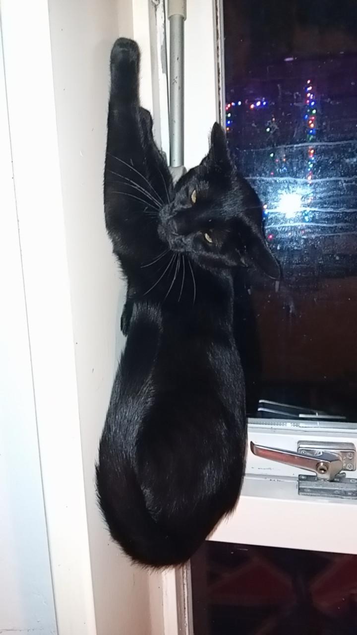 Kater pablo