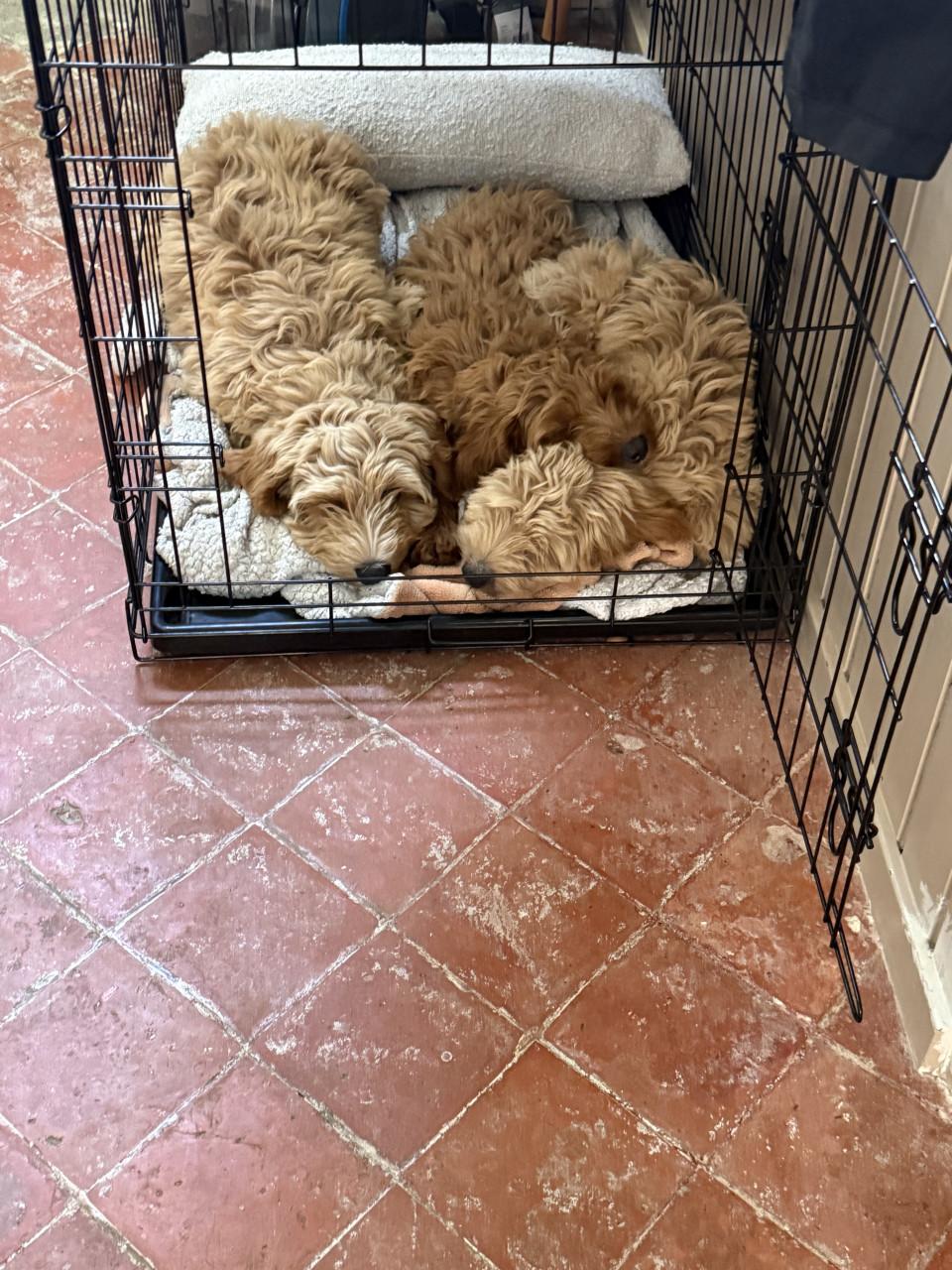 🐾 Liefdevolle Labradoodle pupjes zoeken hun gouden mandje 🐾