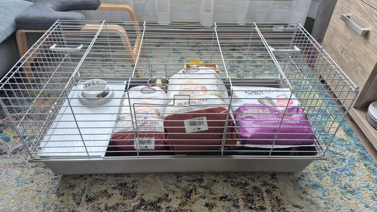 Kooi (cavia's)