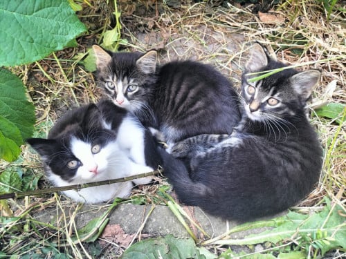 3 mooie kittens