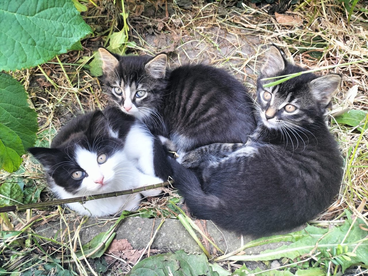 3 mooie kittens