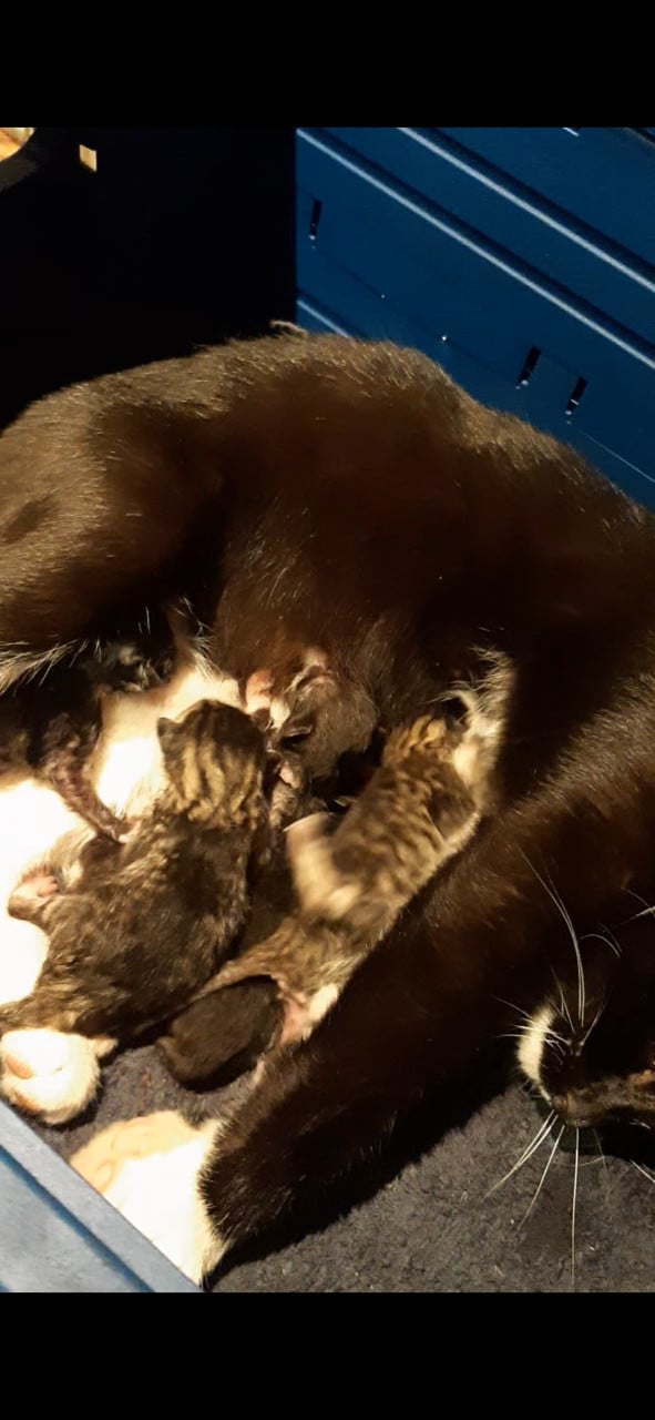 Kittens te koop