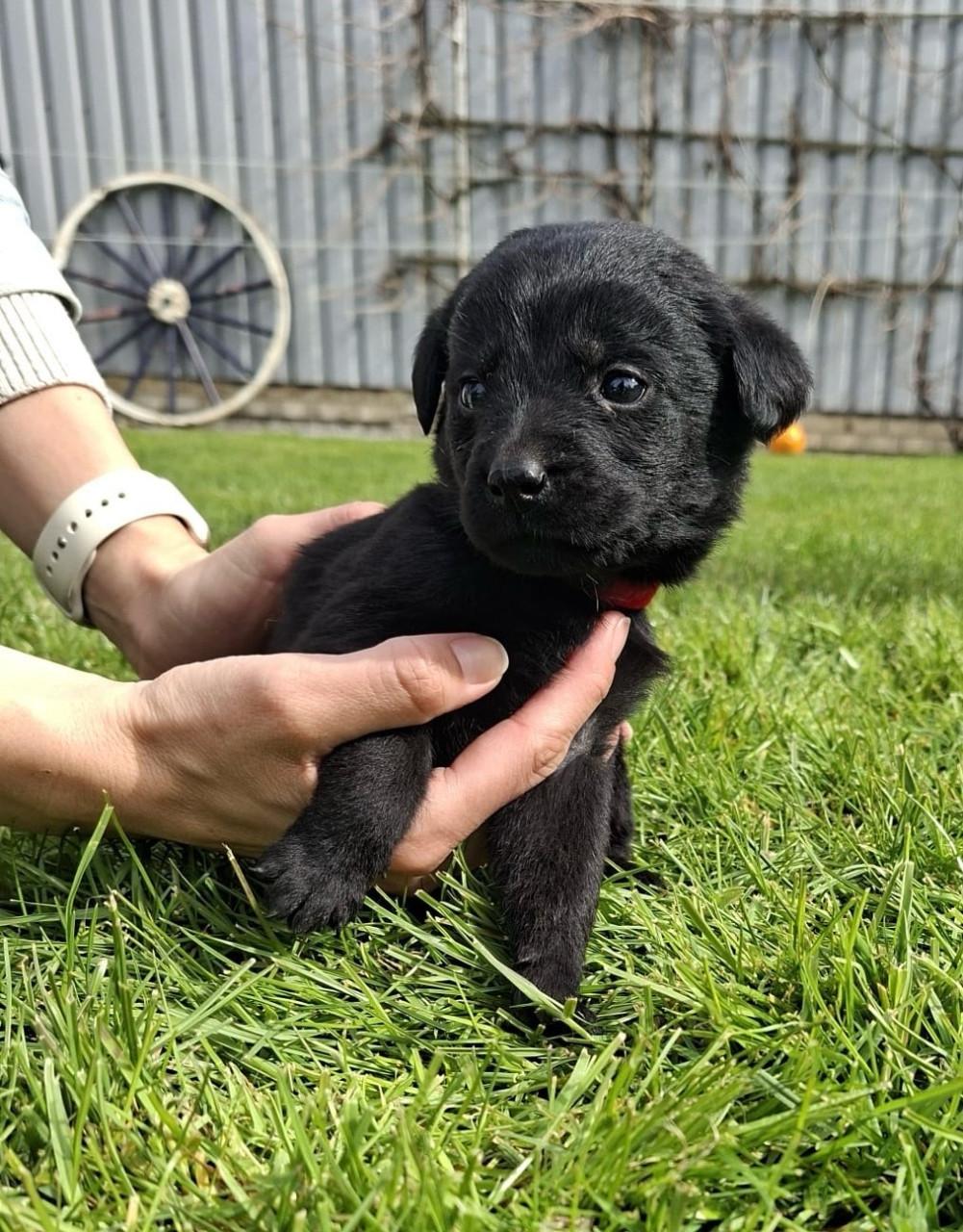 Puppy’s te koop - gekruising Labrador