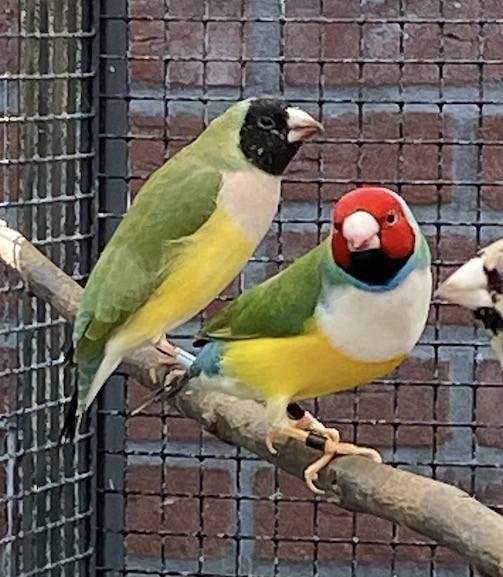 Gouldamadines uit buitenvoliere