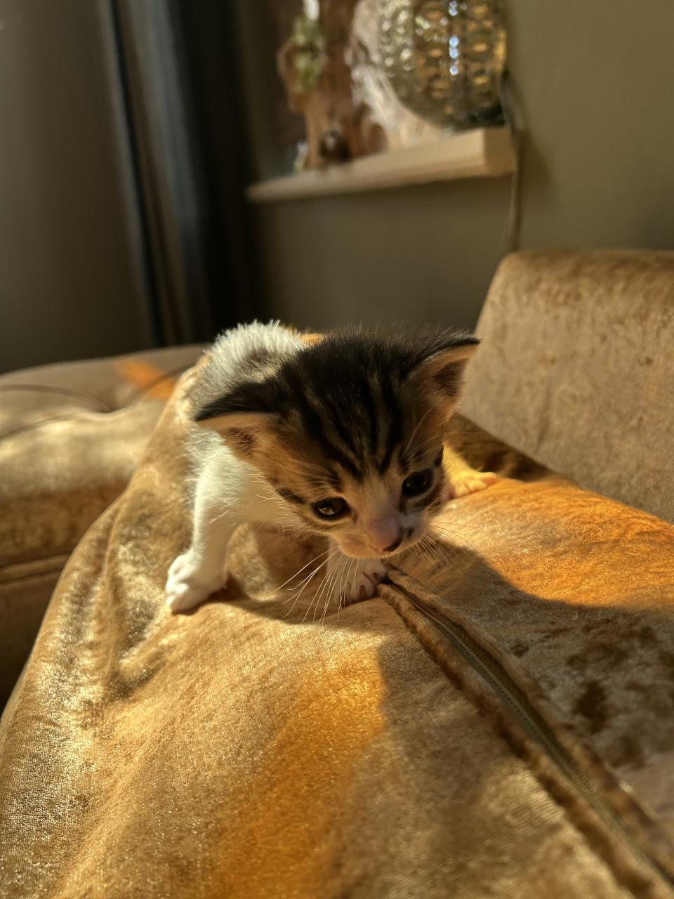 Leuke kittens 🐈‍⬛🐈